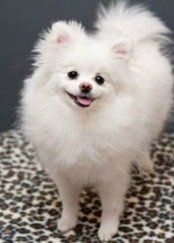 solid white Pomeranian